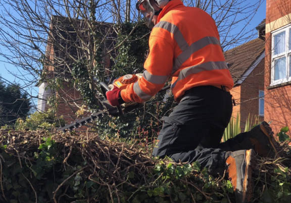 hedge trimmer