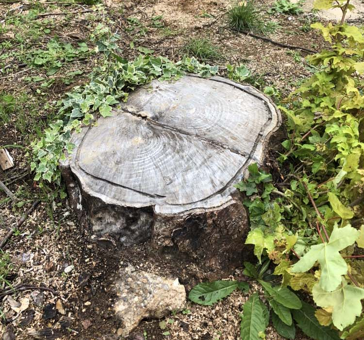 tree stump