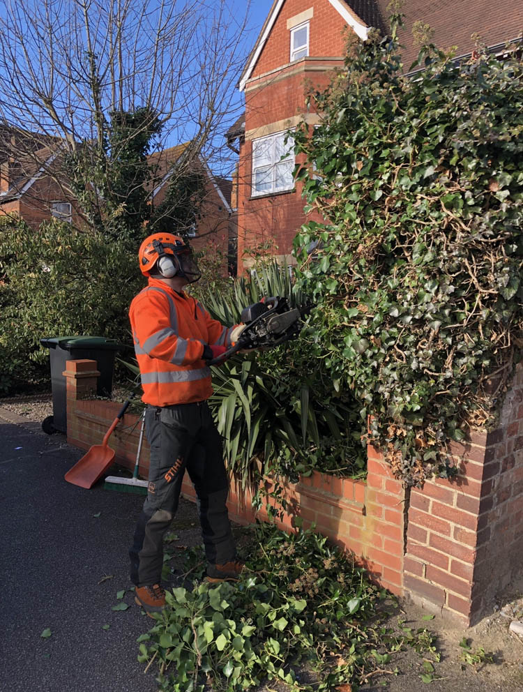 hedge trimming