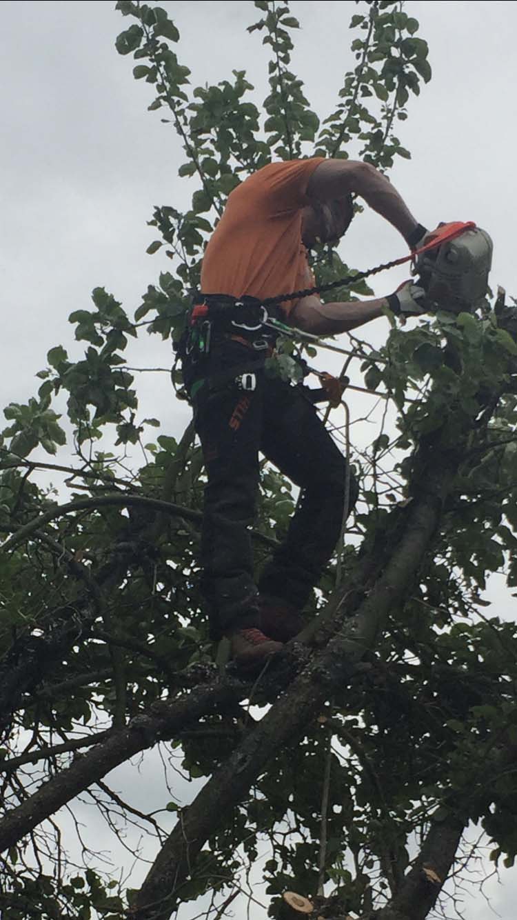 branch trimming