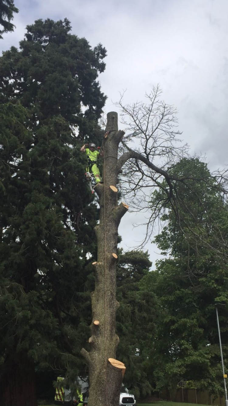 trimmed tree