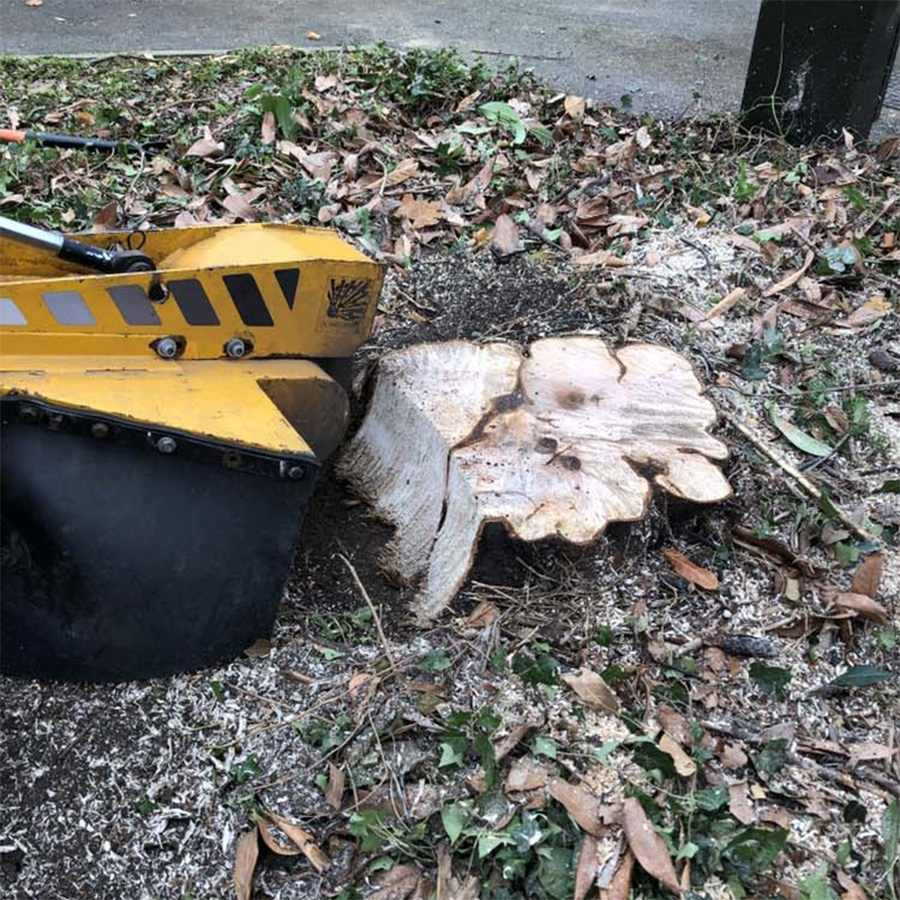 tree stump remover St Albans